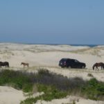 Horses on Penny Hills Dune