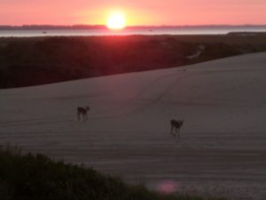 Deer on Penny Hills Dune