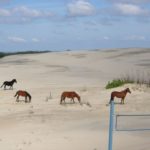 Horses on Penny Hills Dune